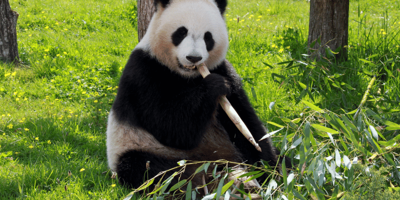 Panda Usernames For Instagram