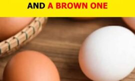 Brown vs. White Eggs: Which Should You Choose?