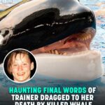 Chilling Final Words Of Trainer Before Being Ripped Apart By ‘Psychotic’ Trio Of Killer Whales