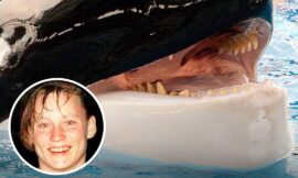 Chilling Final Words Of Trainer Before Being Ripped Apart By ‘Psychotic’ Trio Of Killer Whales