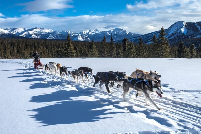 Read more about the article Denali National Park’s Sled Dog “Puppy Cam” Is Live: Meet This Year’s Litter