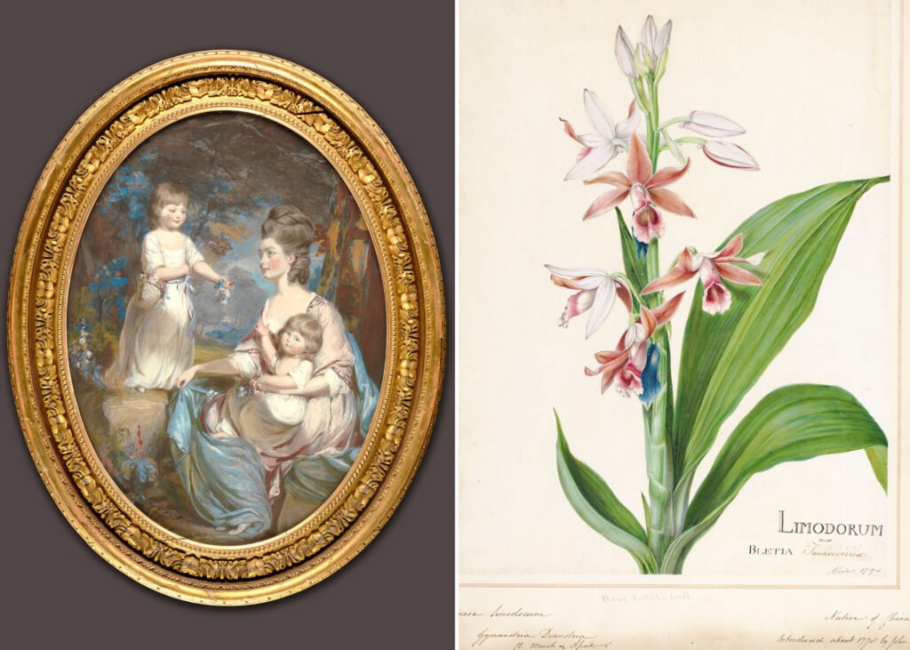 You are currently viewing Who Was Lady Emma Tankerville? Meet the 18th Century Botanist Who Didn’t “Get the Credit She Deserved”