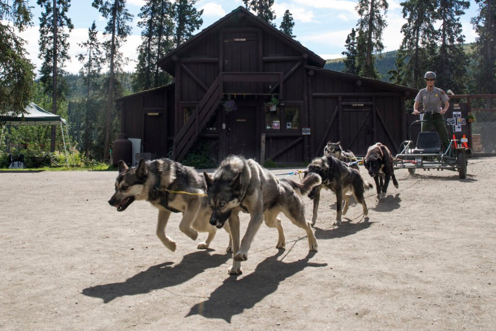 You are currently viewing 100 Years of Pup Power: Inside the Lives of Alaska’s Iconic Sled Dogs at Denali National Park