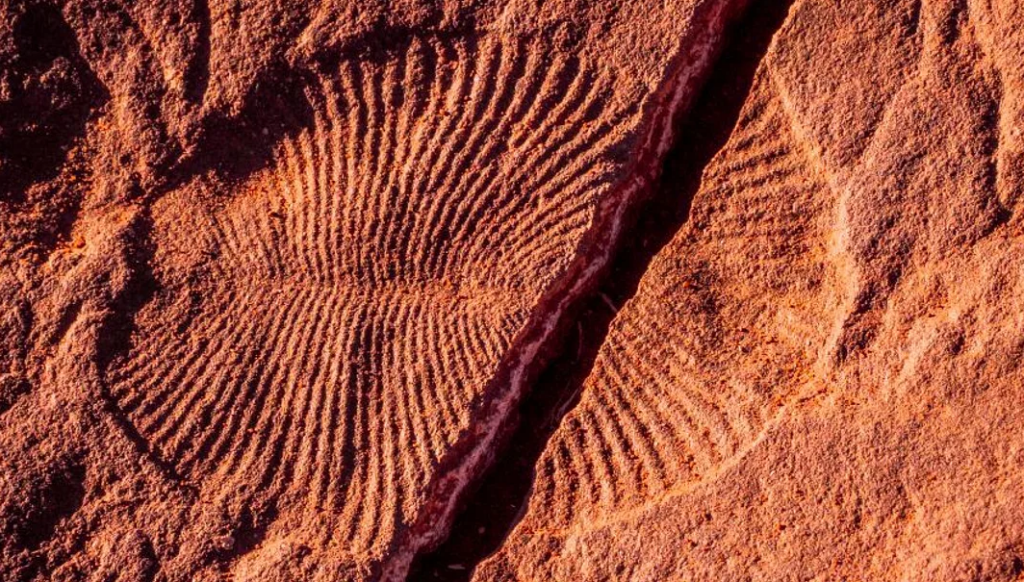 You are currently viewing Australia’s Newest National Park Is Home to 550 Million-Year-Old Fossils: Take a Look