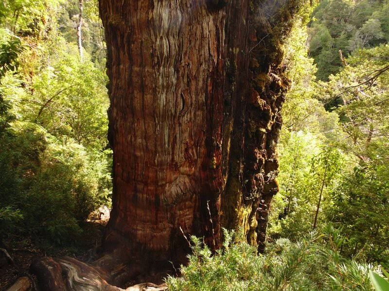Read more about the article Scientists May Have Discovered the World’s Oldest Living Tree in Chile: “It’s a Time Capsule”