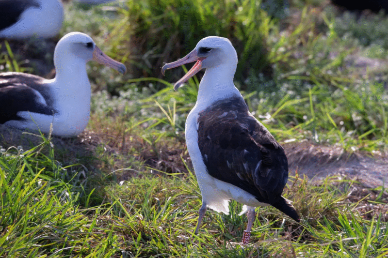 Read more about the article 71-Year-Old Albatross, the Oldest Known Wild Bird, Becomes a Grandmother Again