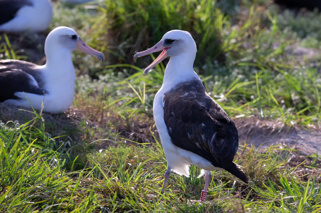 You are currently viewing 71-Year-Old Albatross, the Oldest Known Wild Bird, Becomes a Grandmother Again