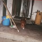 Meet the Oldest Dog Ever: Bobi, a 30-Year-Old Portuguese Pooch