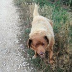 Meet the Oldest Dog Ever: Bobi, a 30-Year-Old Portuguese Pooch