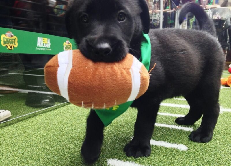 Read more about the article The 2023 Puppy Bowl Is Here! Meet the (Cute) Competitors and Learn How to Watch