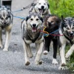 100 Years of Pup Power: Inside the Lives of Alaska’s Iconic Sled Dogs at Denali National Park
