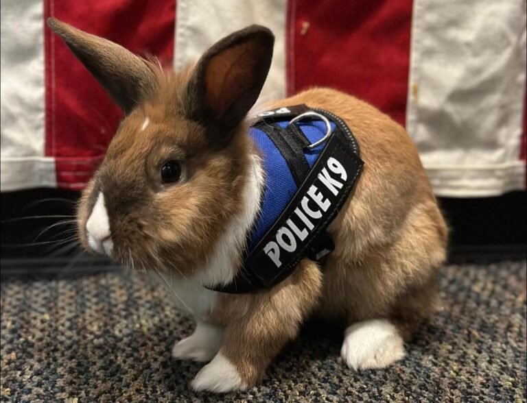 Read more about the article Meet Officer Percy: Adorable Rescued Bunny Joins California Police Department to Offer Emotional Support, Reduce Stress