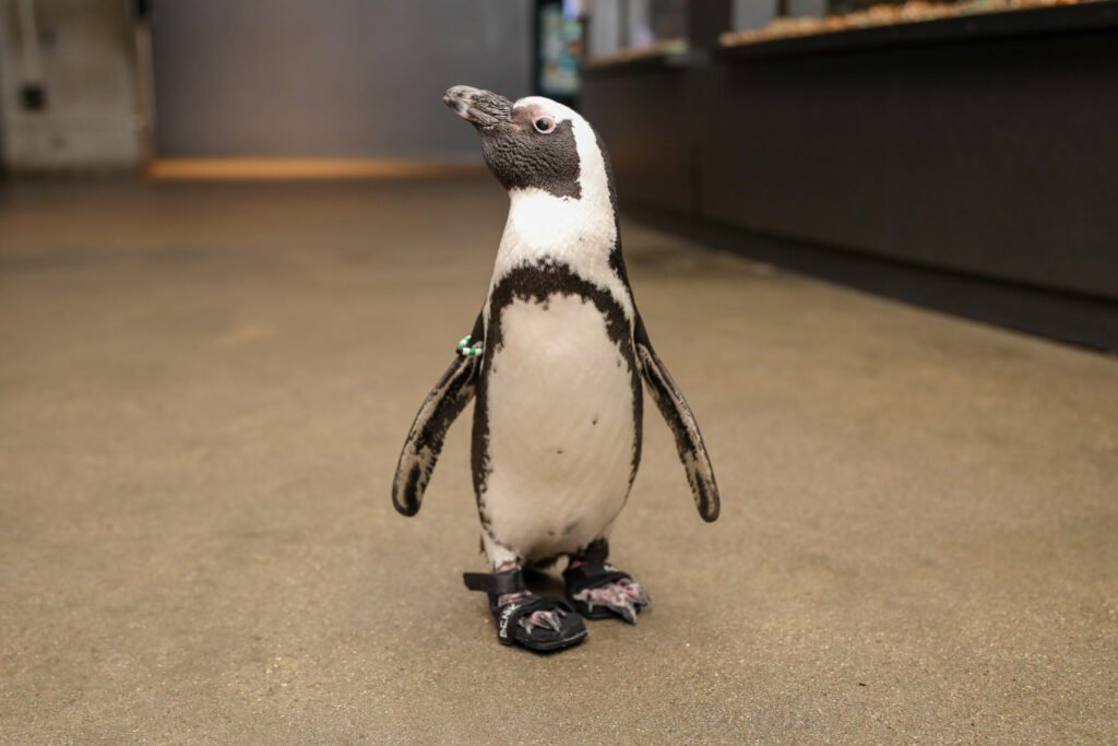 You are currently viewing Happy Feet: Injured African Penguin Gets New Lease on Life With Custom Sandals