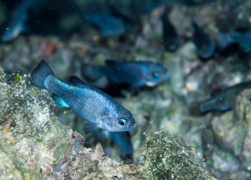 You are currently viewing In 93-Degree Water, the Endangered Devils Hole Pupfish Keep Swimming