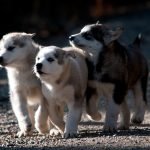 100 Years of Pup Power: Inside the Lives of Alaska’s Iconic Sled Dogs at Denali National Park