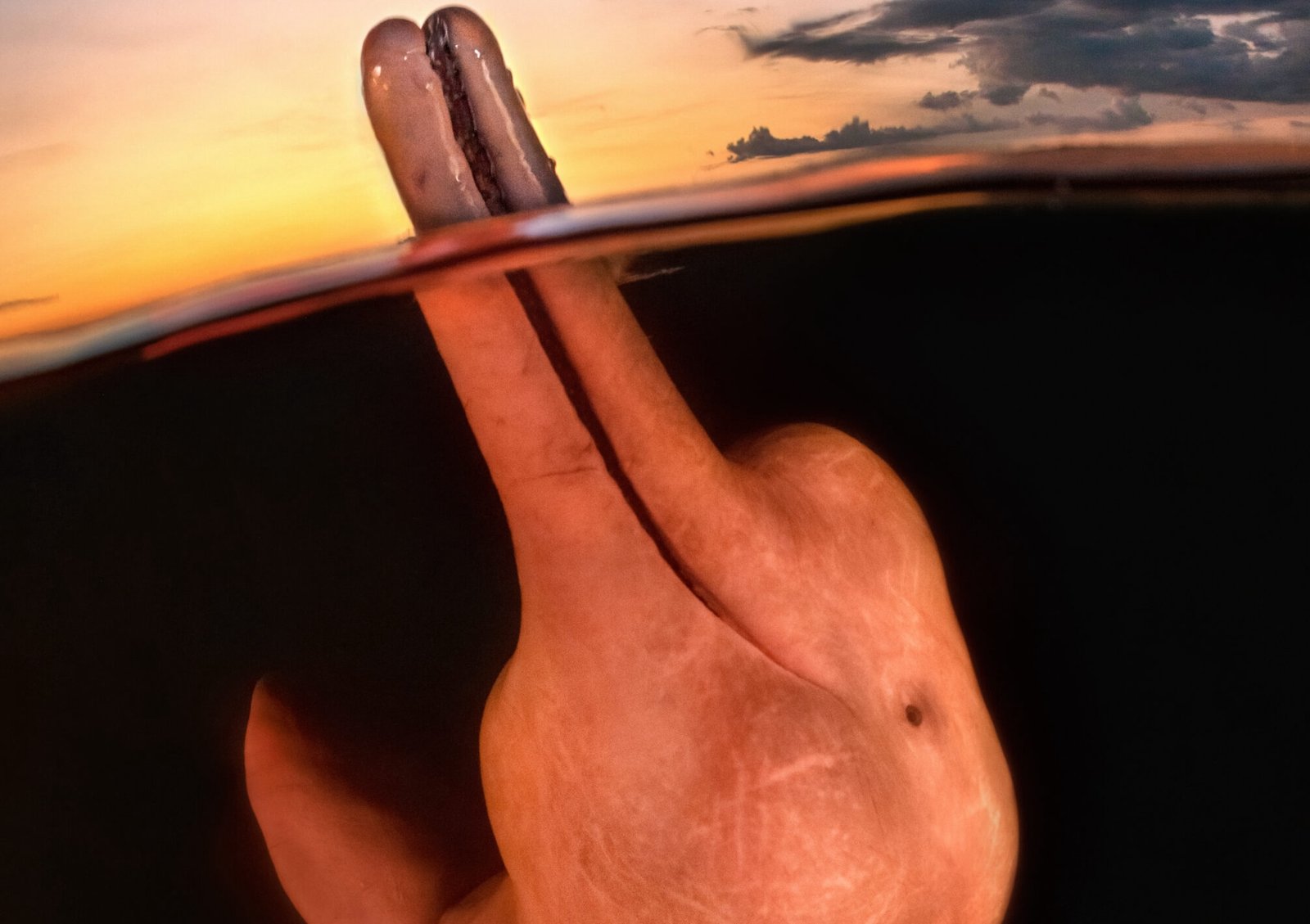 You are currently viewing Underwater Photographer of the Year 2023 Awards: Gorgeous Image of Endangered Pink Dolphin Wins — See More Stunning Shots