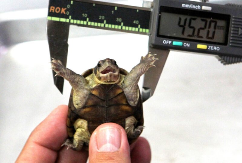 Read more about the article This Nonprofit Is Helping to Protect the Tiniest Turtle Species in the World