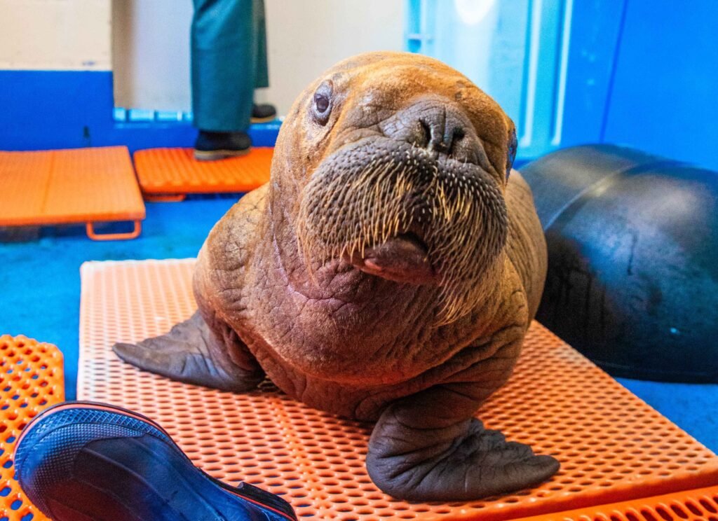 You are currently viewing Rescued Walrus Calf Separated From Mother Receives Care Regimen of Constant Cuddling