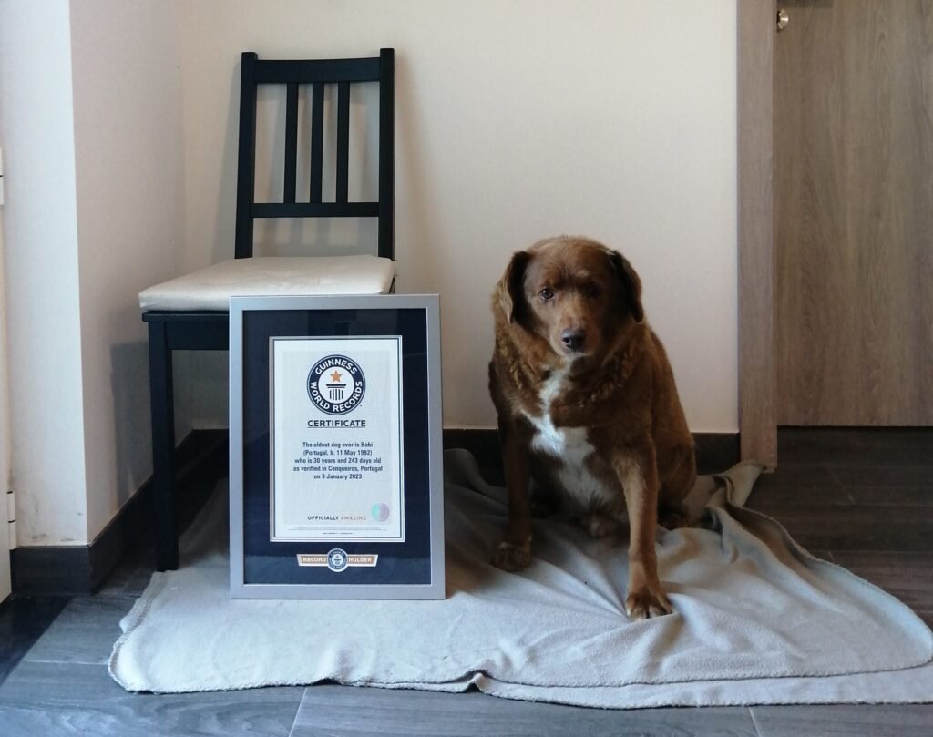 You are currently viewing Meet the Oldest Dog Ever: Bobi, a 30-Year-Old Portuguese Pooch