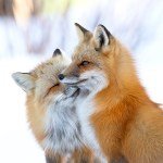 Striking “Dream” Image of a Snow Leopard Wins Wildlife Photographer of the Year People’s Choice Award: See the Finalists