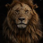 Striking “Dream” Image of a Snow Leopard Wins Wildlife Photographer of the Year People’s Choice Award: See the Finalists