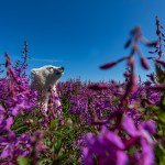 Striking “Dream” Image of a Snow Leopard Wins Wildlife Photographer of the Year People’s Choice Award: See the Finalists