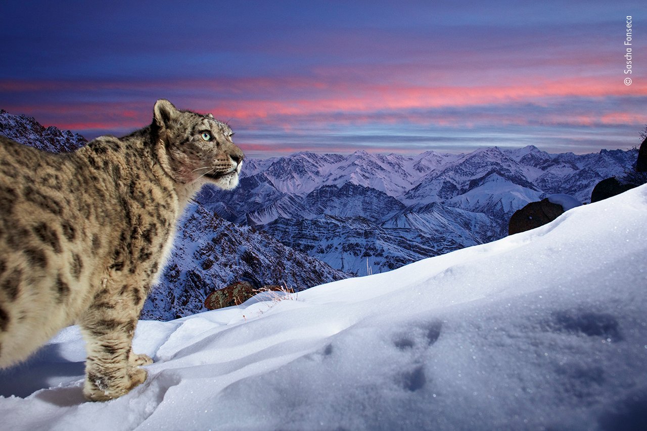 You are currently viewing Striking “Dream” Image of a Snow Leopard Wins Wildlife Photographer of the Year People’s Choice Award: See the Finalists