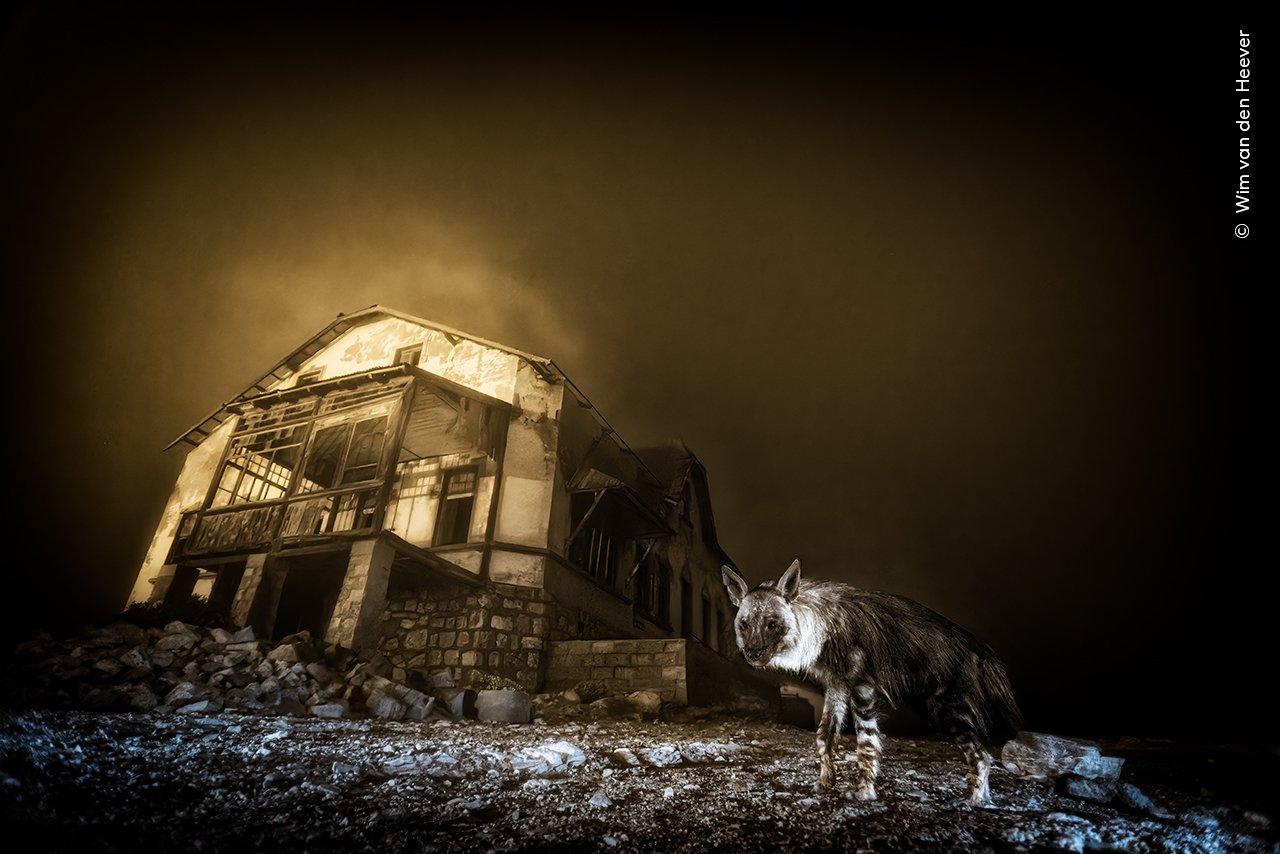 You are currently viewing “Haunting” Image of World’s Rarest Hyena Visiting Namibian Ghost Town Wins Wildlife Photographer of the Year Awards