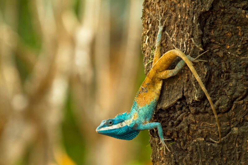 Read more about the article Geckos, Orchids, and Snakes, Oh My: Scientists Discover 380 New Species in Southeast Asia