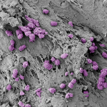 Magnified Pollen, a Cell Dividing, and More: View the “Extraordinary Visuals” That Won the 2023 Koch Institute Image Awards