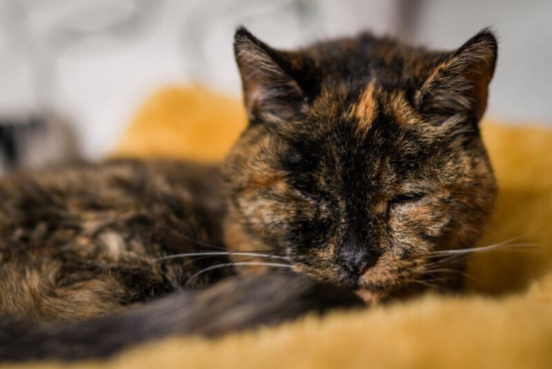 Read more about the article Meet Flossie: The World’s Oldest Cat Is Almost 27 — And She Never Misses a Meal