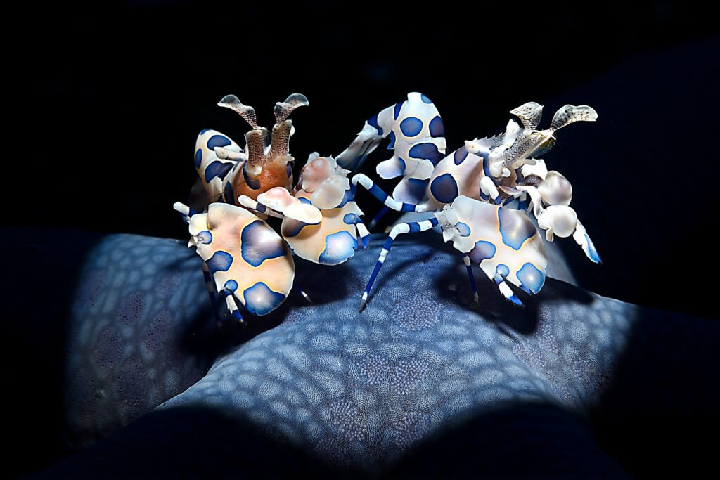 You are currently viewing 2022 World Nature Photography Awards: See the Incredible Winning Images