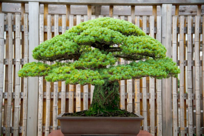 Read more about the article This World-Famous Bonsai Tree Is Almost 400 Years Old and Survived Hiroshima