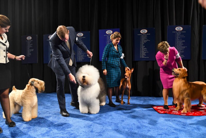 Read more about the article Your Guide to the 2022 National Dog Show: What to Expect and How to Watch