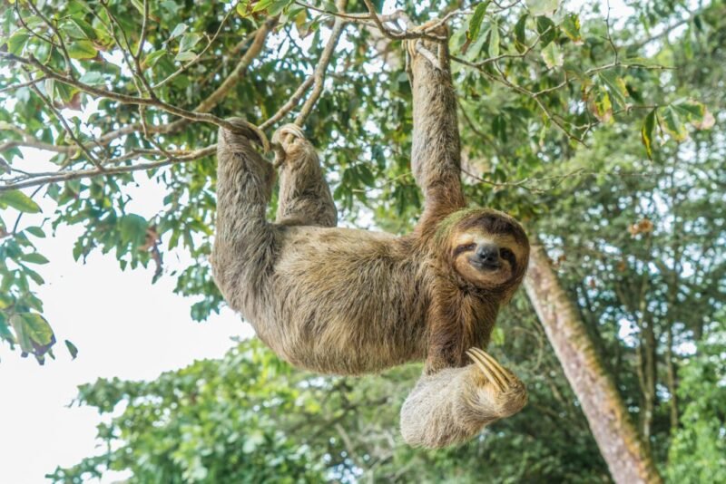 Read more about the article Rope Bridges Are Helping Sloths in Costa Rica Navigate Their Rapidly-Changing Habitat￼