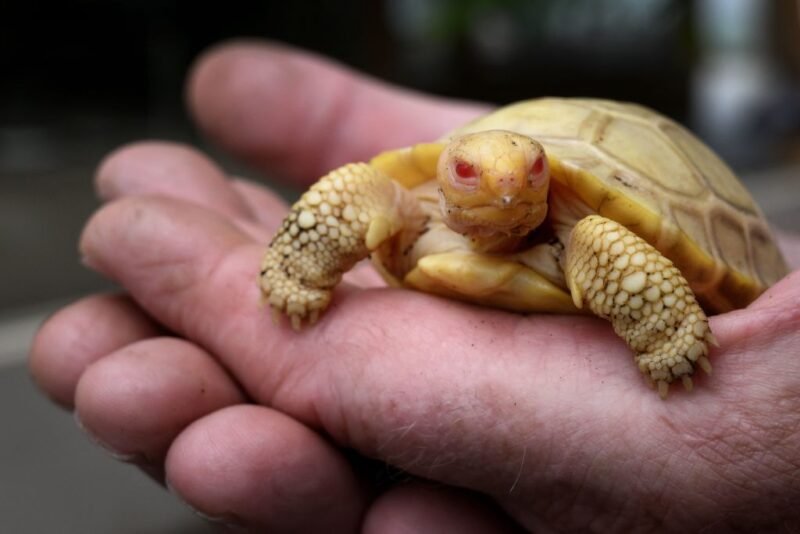 Read more about the article Rare Albino Galapagos Giant Tortoise Makes Its Debut at a Swiss Zoo￼