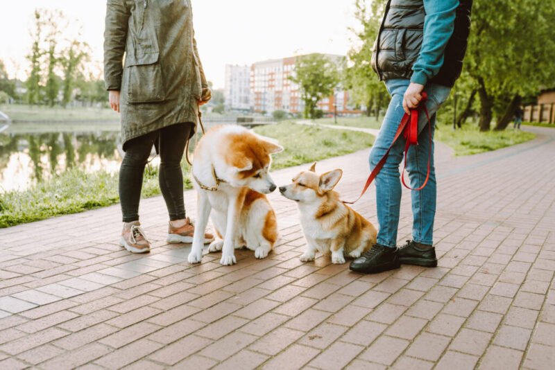 Read more about the article Dogs Need Friends, Too: How Socializing Can Positively Affect Your Pup’s Health
