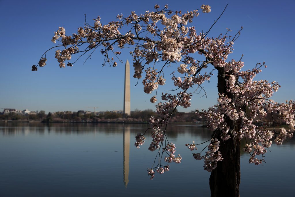 You are currently viewing Cherry Blossoms Hit Peak Bloom in Washington, DC: Photos