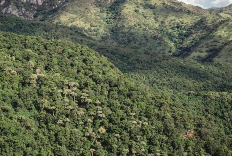 Read more about the article Congo Basin, Home to World’s Largest Intact Tropical Forest, Will Receive New Protections