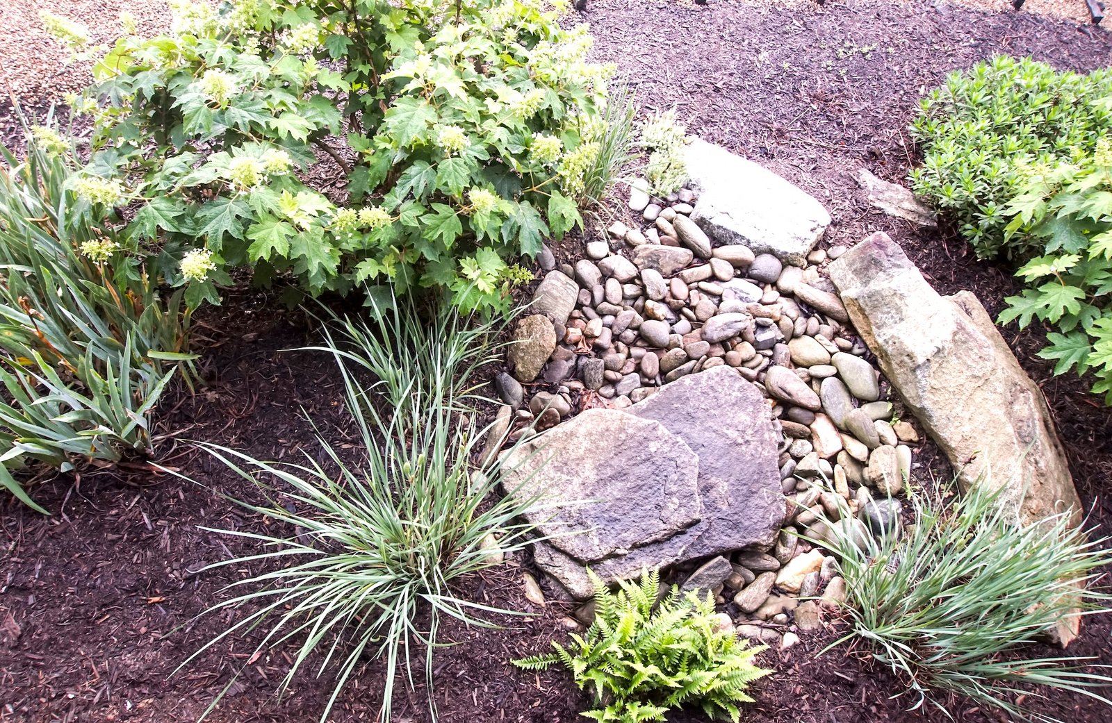 You are currently viewing How a Simple DIY Rain Garden Can Benefit Your Backyard and the Environment