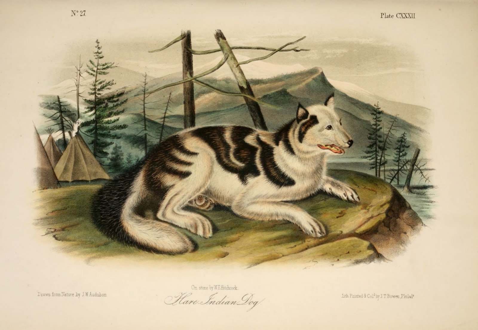 You are currently viewing Canine Remains From Colonial Settlement Shed New Light on the History of Indigenous American Dogs