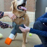 Determined Students Make Prosthesis for Teacher’s Three-Legged Dog Who Lost Limb to Cancer