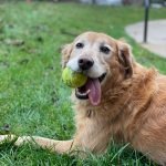 Determined Students Make Prosthesis for Teacher’s Three-Legged Dog Who Lost Limb to Cancer
