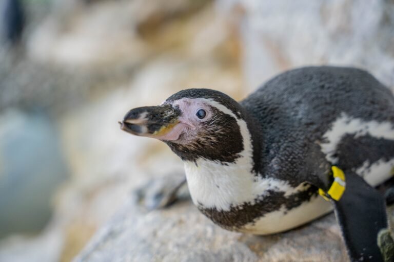 Read more about the article A “World-First Procedure”: Elderly Penguins Undergo Successful Cataract Surgery, Receive Custom Lens Implants