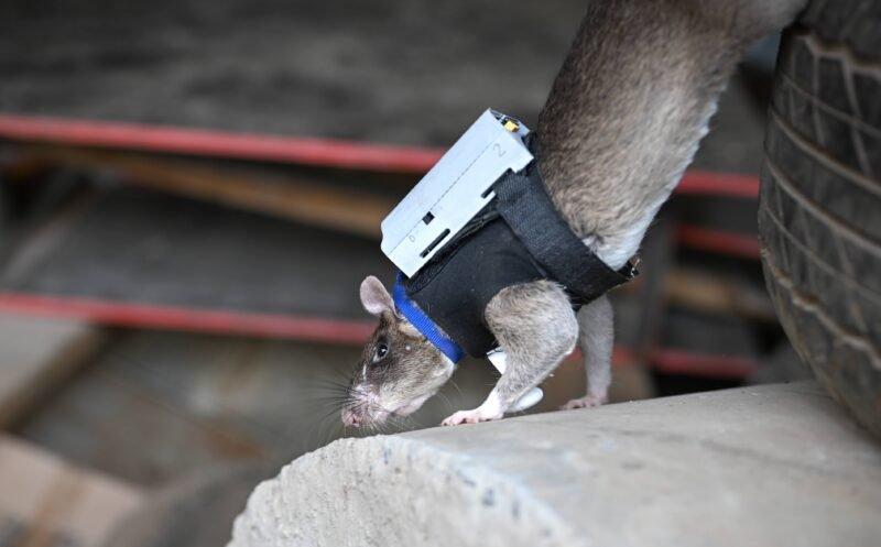 Read more about the article If You Give a Rat a Backpack, He’ll Become a Search-and-Rescue Hero