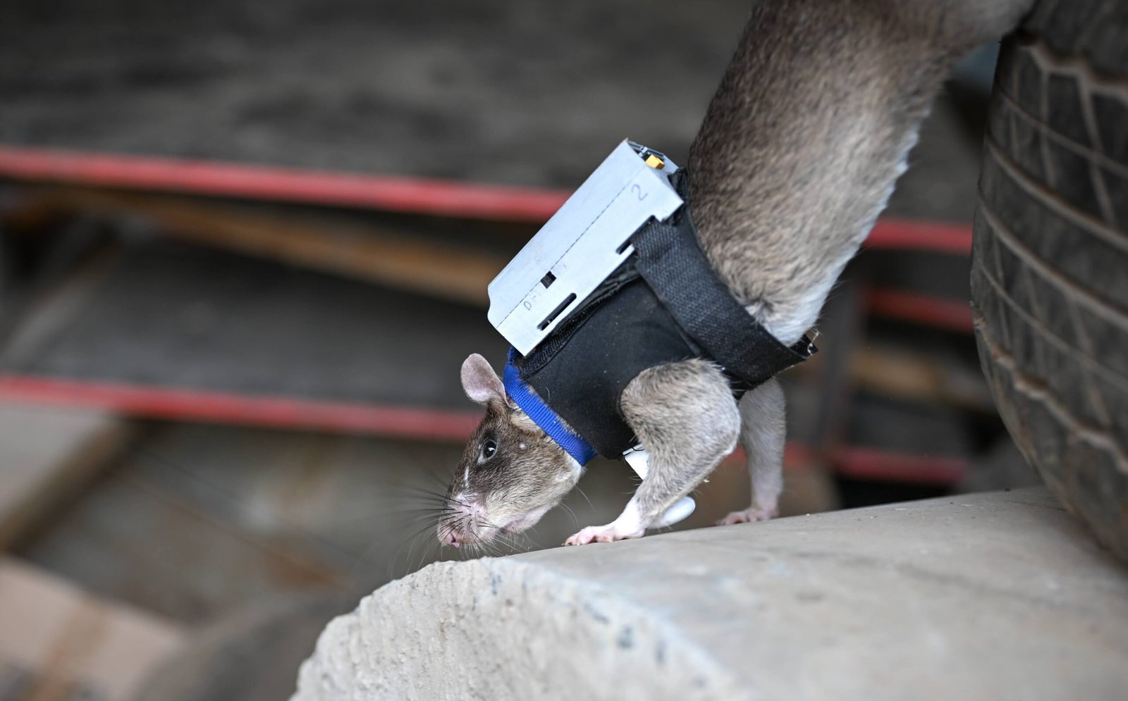 You are currently viewing If You Give a Rat a Backpack, He’ll Become a Search-and-Rescue Hero