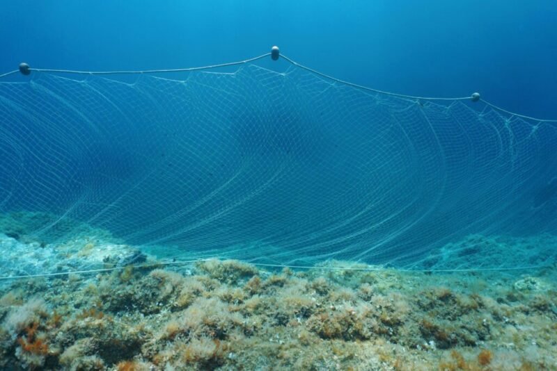 Read more about the article Lighted Nets Drastically Reduce Bycatch of Marine Life, Including Sharks and Turtles