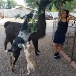 A 27-Year-Old Llama Sets World Record for Oldest of His Species — And He Has the Best Name