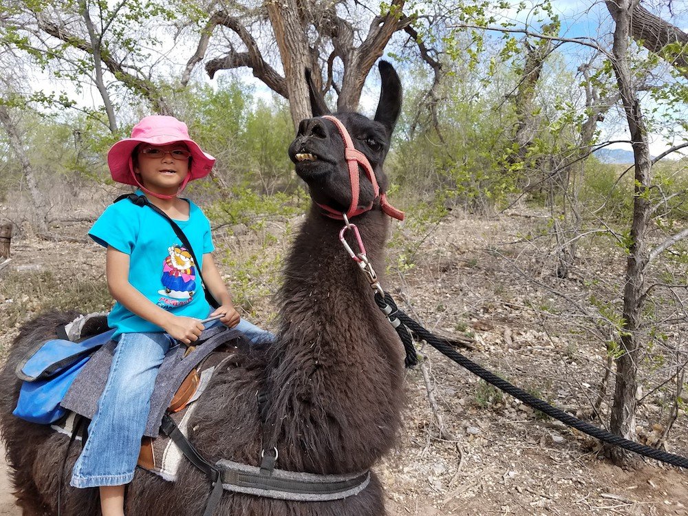 You are currently viewing A 27-Year-Old Llama Sets World Record for Oldest of His Species — And He Has the Best Name