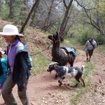 A 27-Year-Old Llama Sets World Record for Oldest of His Species — And He Has the Best Name